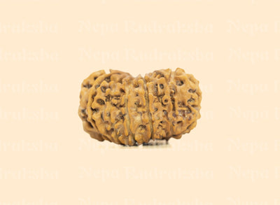 13 Mukhi (Collector) Rudraksha