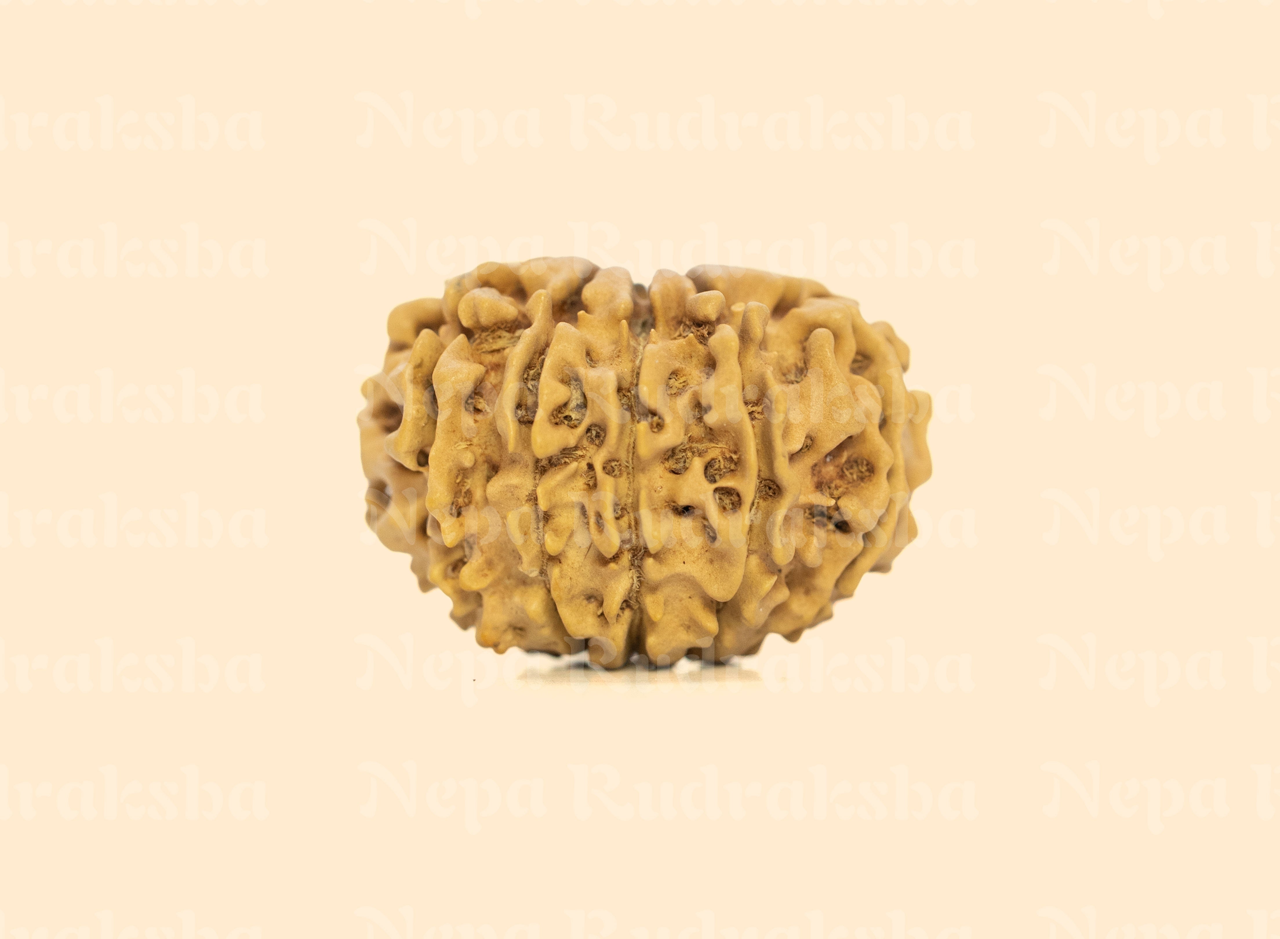 11 Mukhi (Regular) Rudraksha