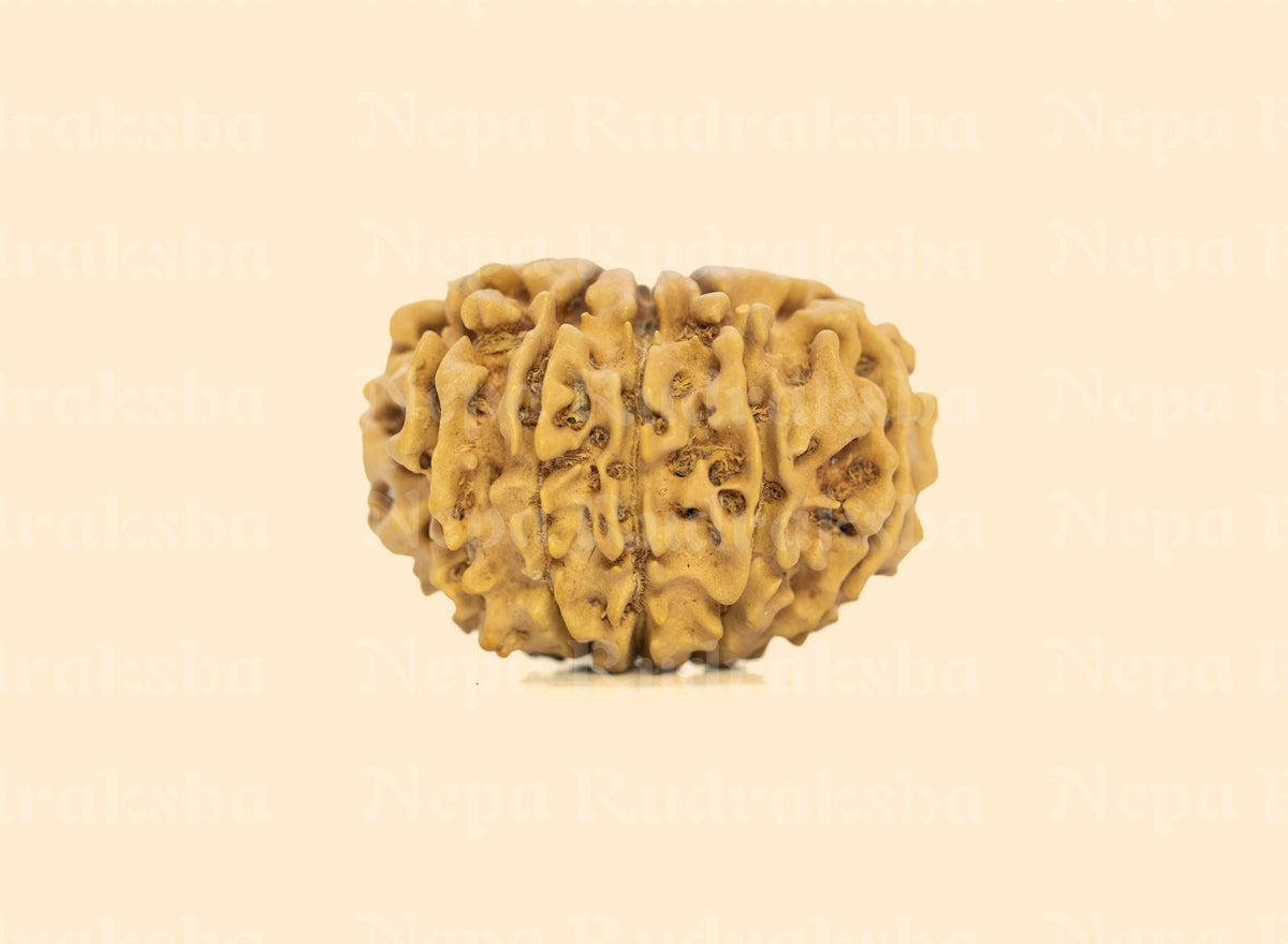 11 Mukhi (Regular) Rudraksha