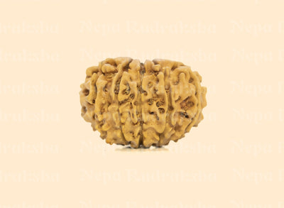 11 Mukhi (Regular) Rudraksha