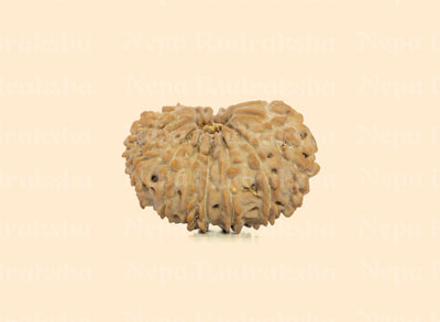 15 Mukhi (Regular)