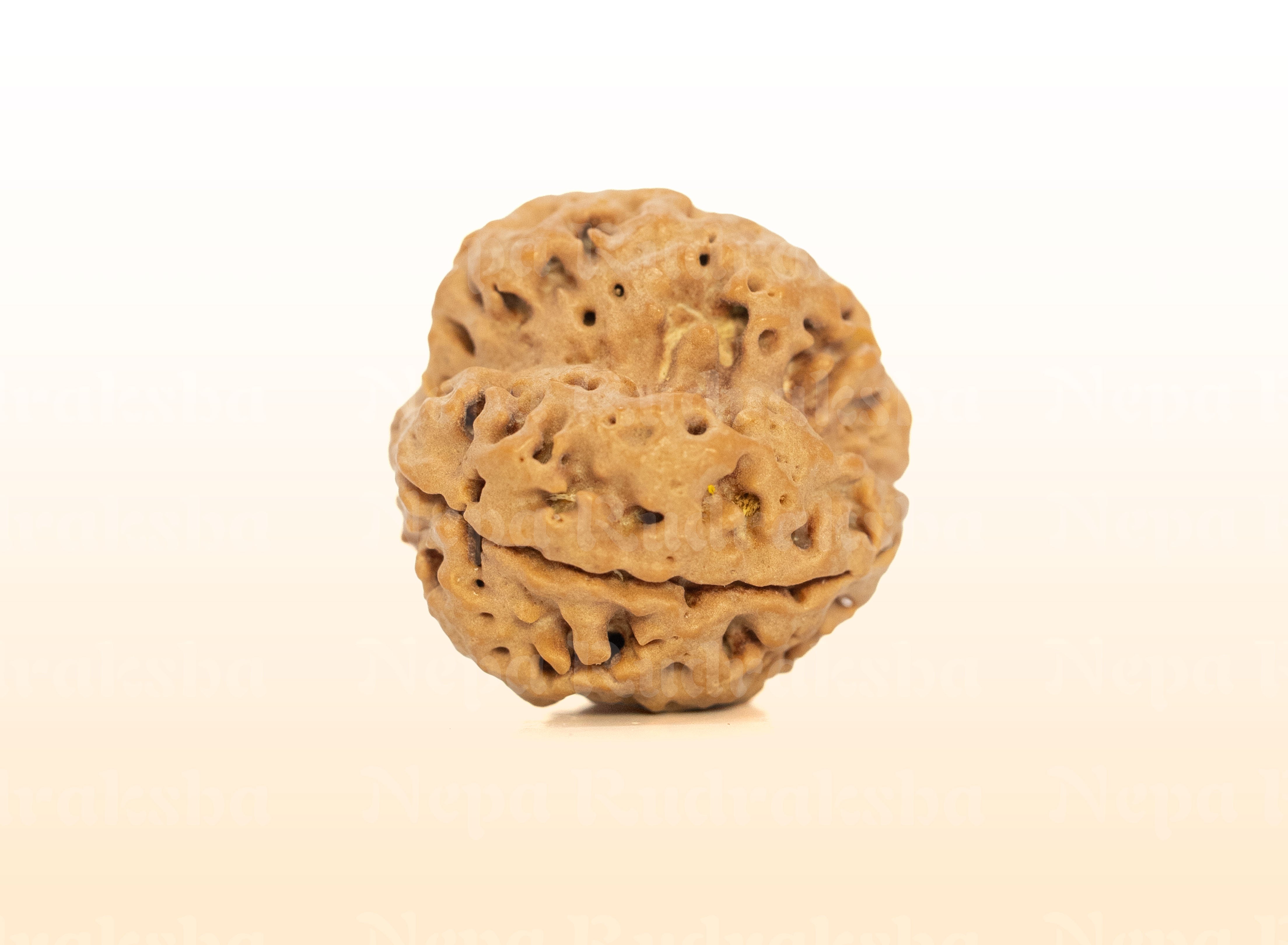 3 Mukhi (Collector) Rudraksha