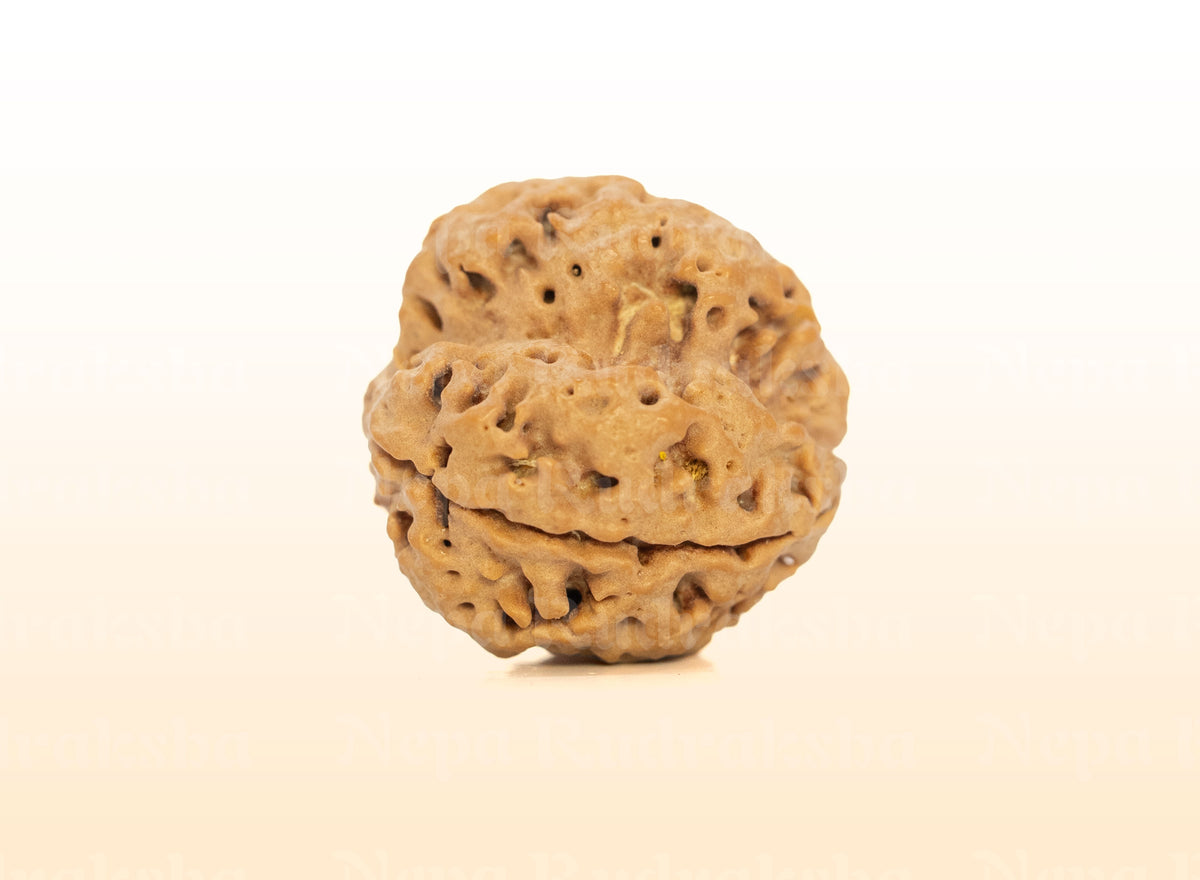 3 Mukhi (Collector) Rudraksha