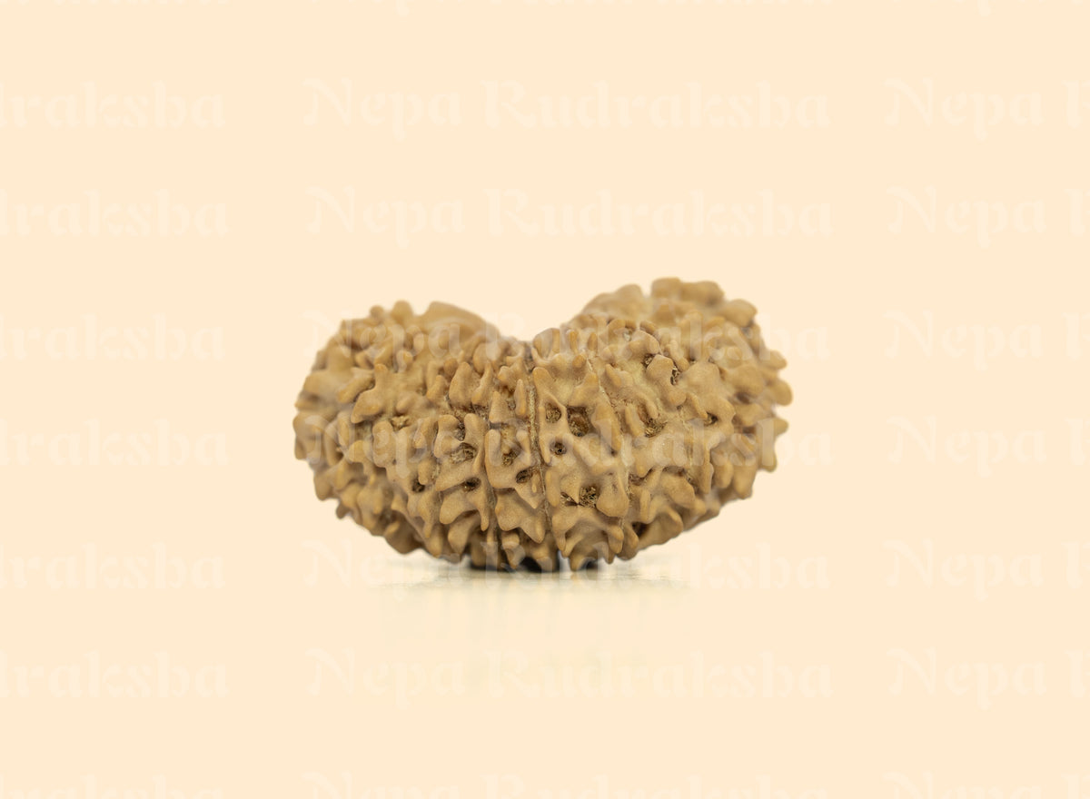 17 Mukhi (Medium) Rudraksha