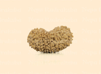17 Mukhi (Medium) Rudraksha
