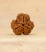 3 Mukhi