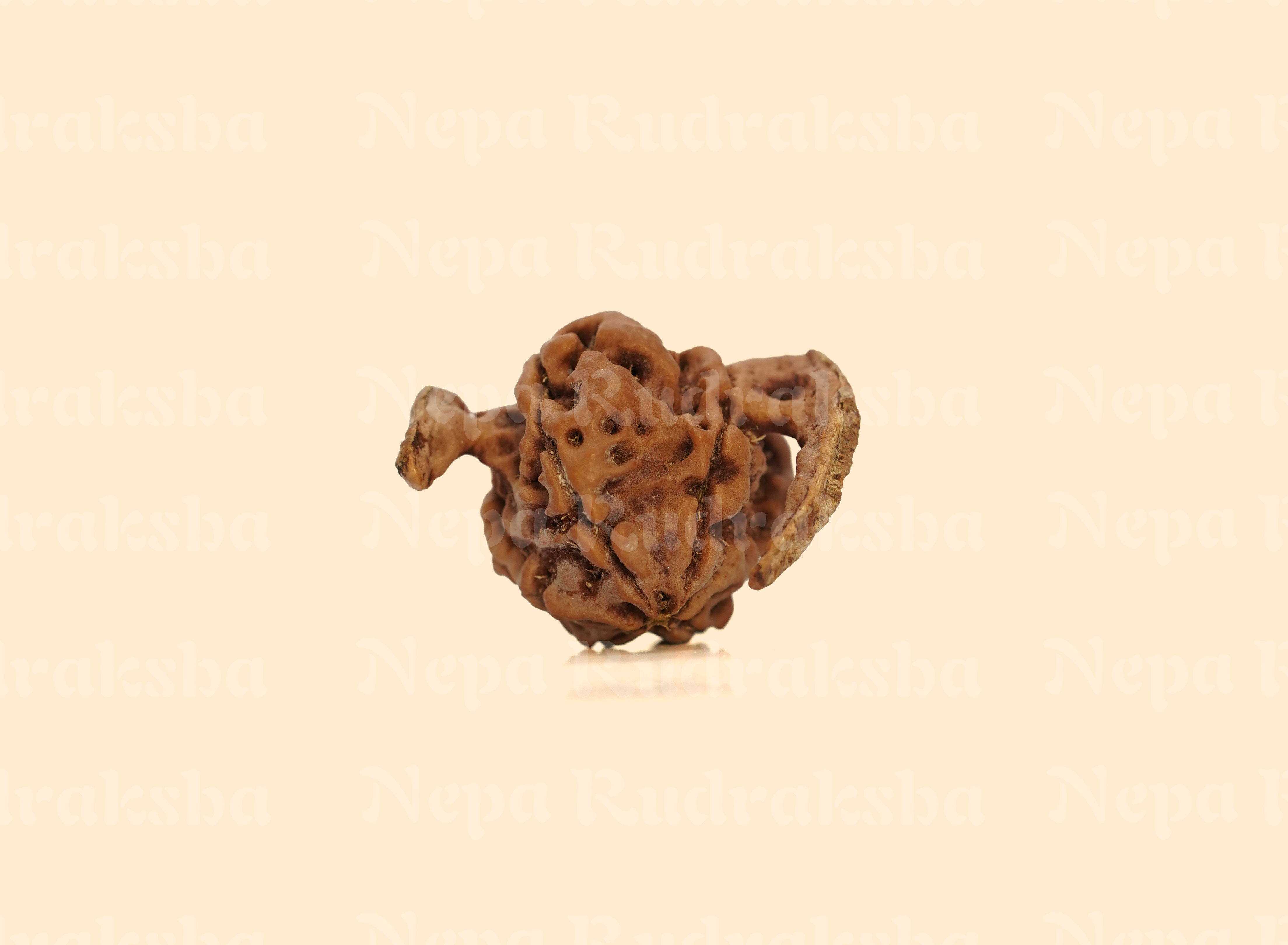 Nandi Rudraksha