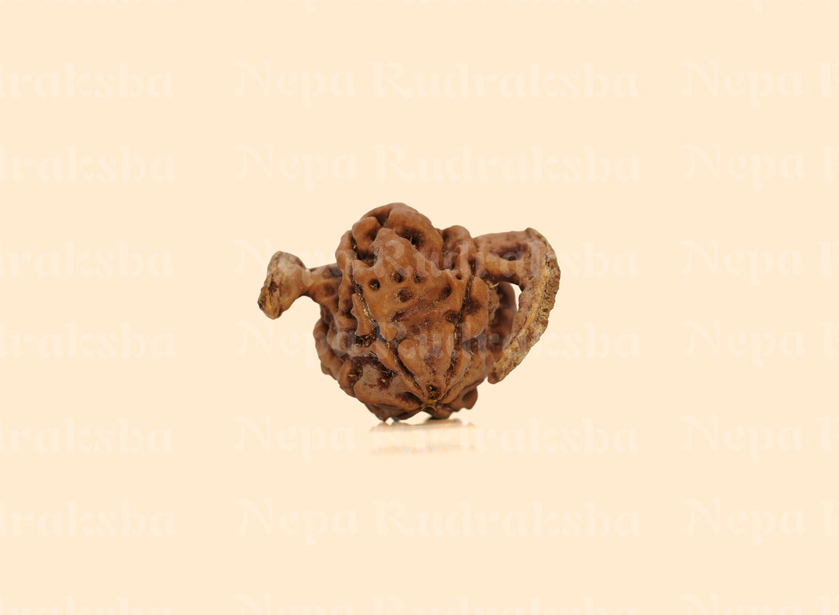 Nandi Rudraksha