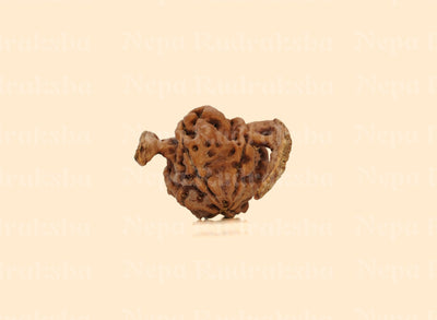 Nandi Rudraksha