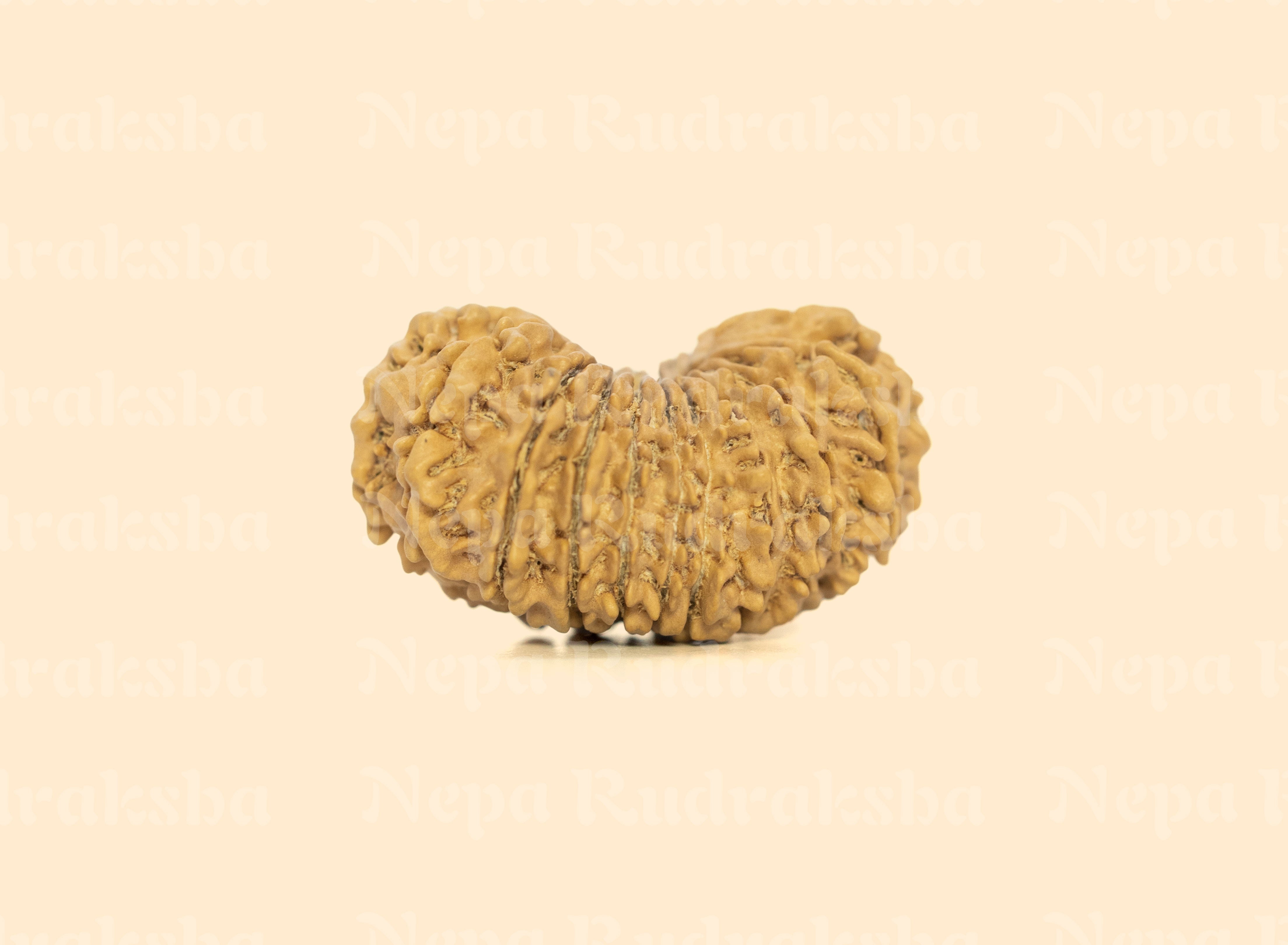 19 Mukhi (Collector) Rudraksha