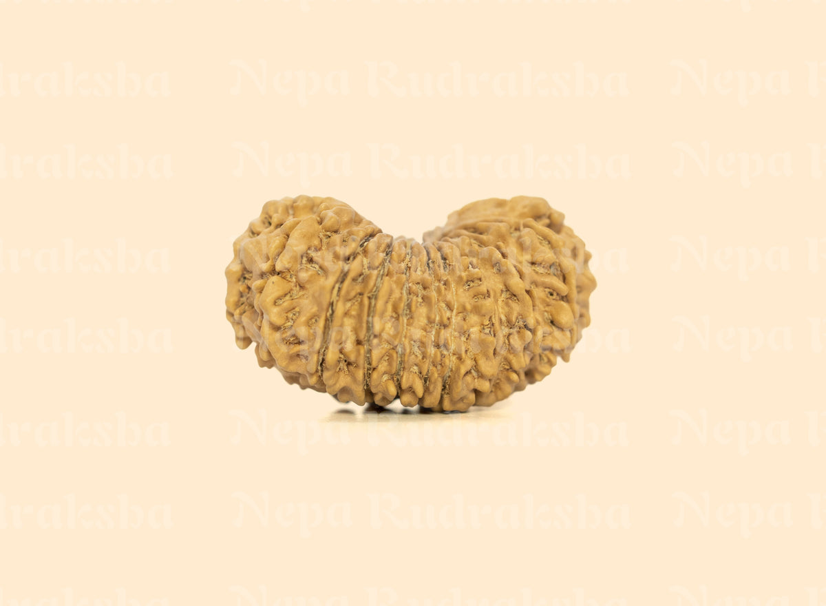 19 Mukhi (Collector) Rudraksha
