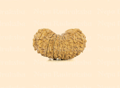 19 Mukhi (Collector) Rudraksha