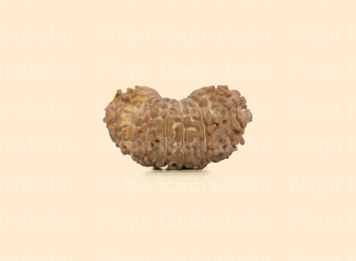 19 Mukhi (Regular)