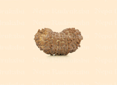 19 Mukhi (Regular)