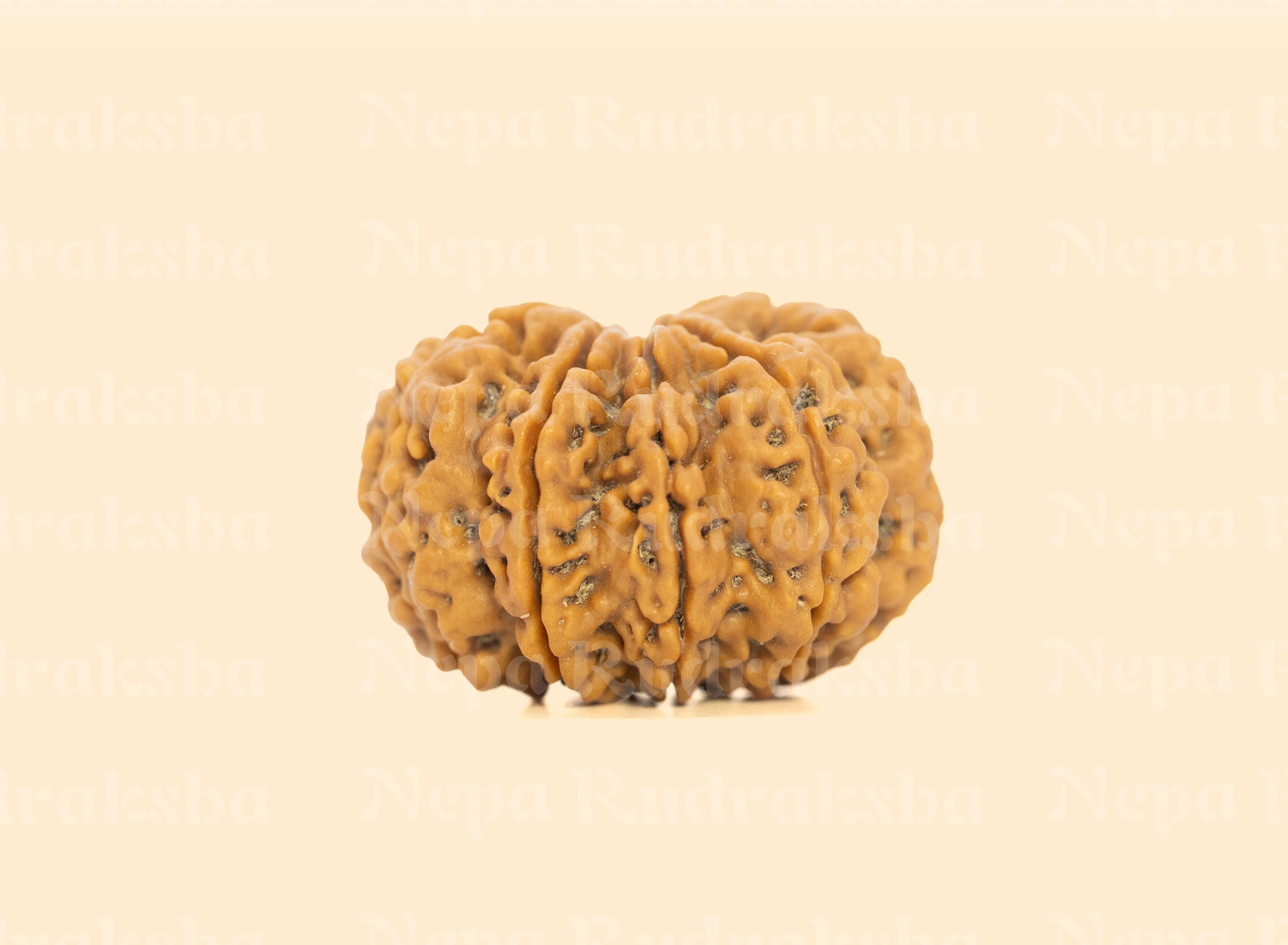 9 Mukhi (Collector) Rudraksha