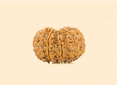 9 Mukhi (Collector) Rudraksha