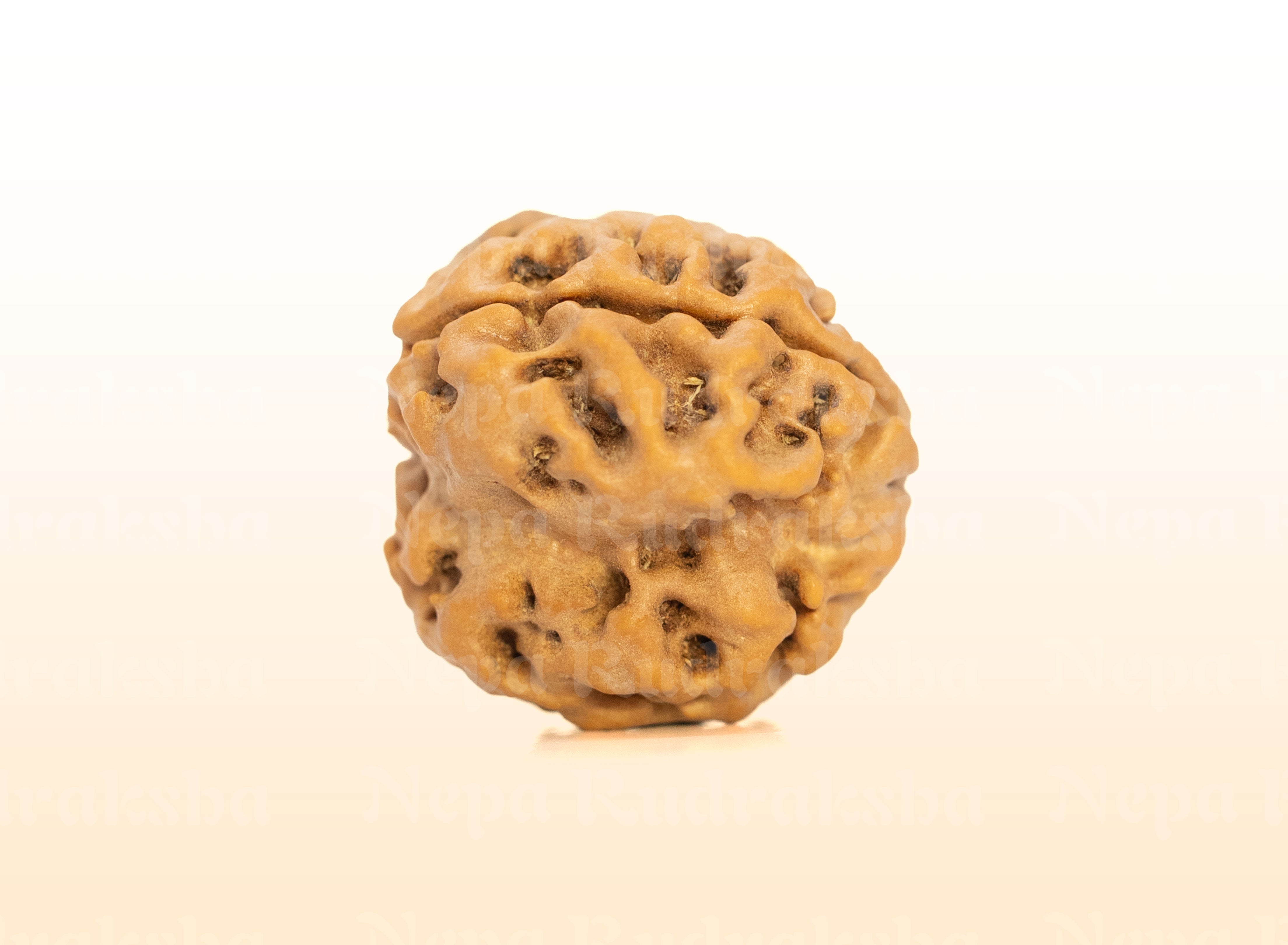 3 Mukhi (Super Collector) Rudraksha
