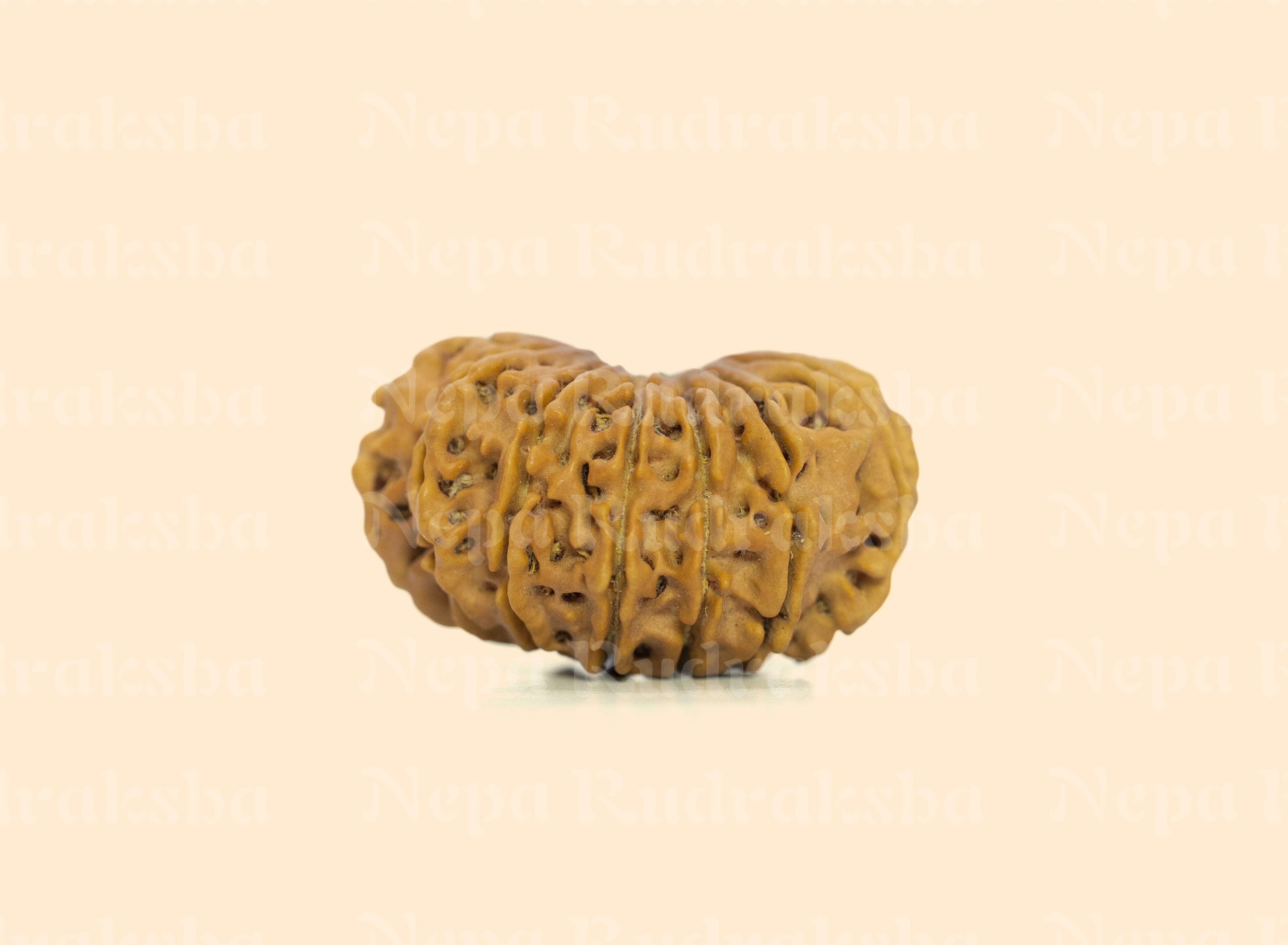 14 Mukhi (Collector) Rudraksha