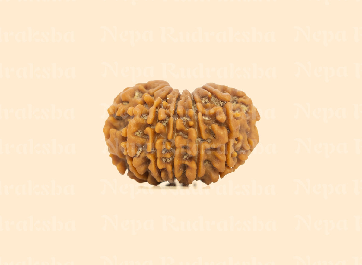 13 Mukhi (Regular)