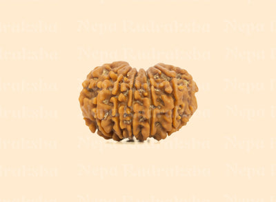 13 Mukhi (Regular)