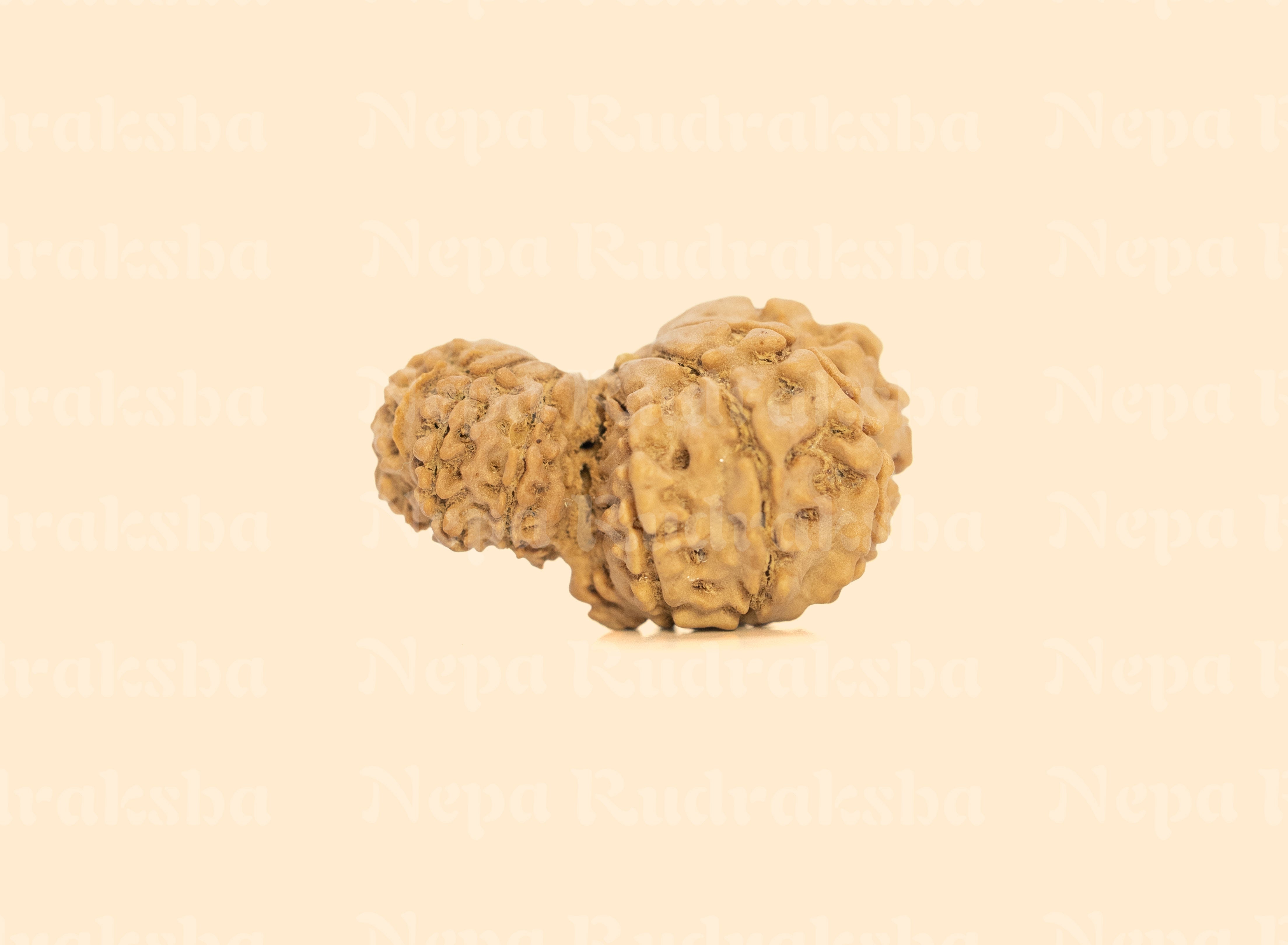 Garbha Gauri Rudraksha