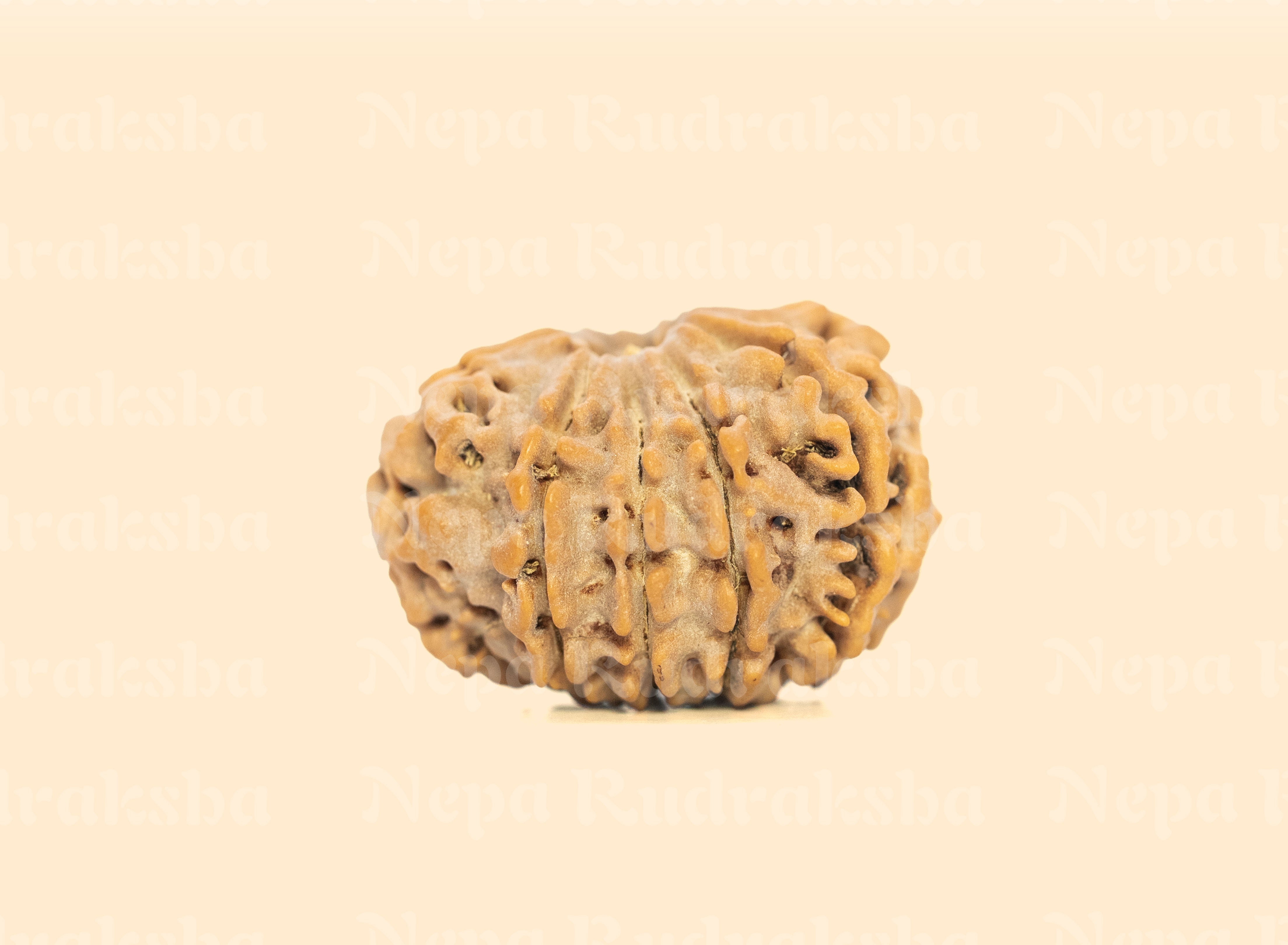 10 Mukhi (Medium) Rudraksha