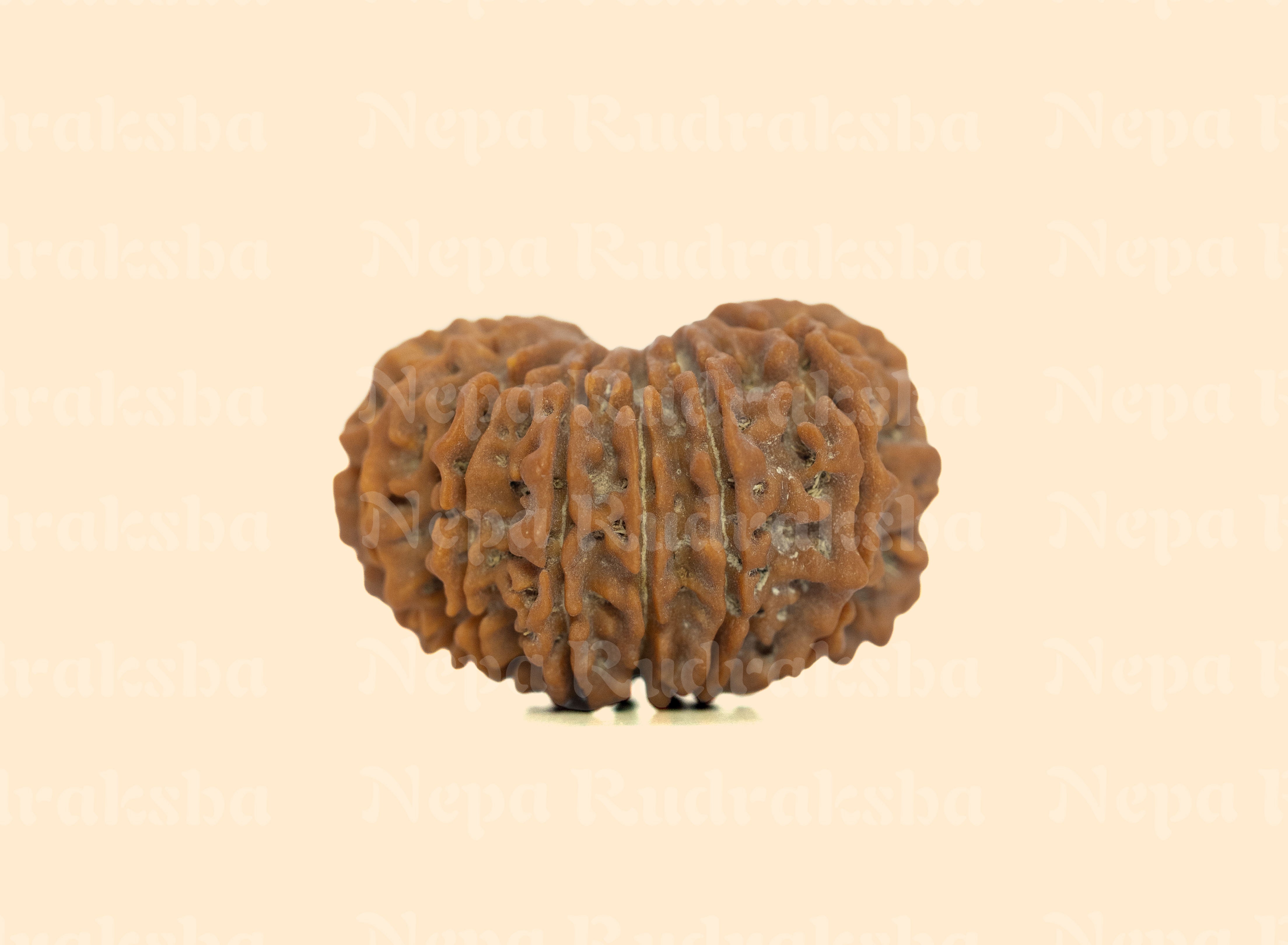 14 Mukhi (Super Collector) Rudraksha