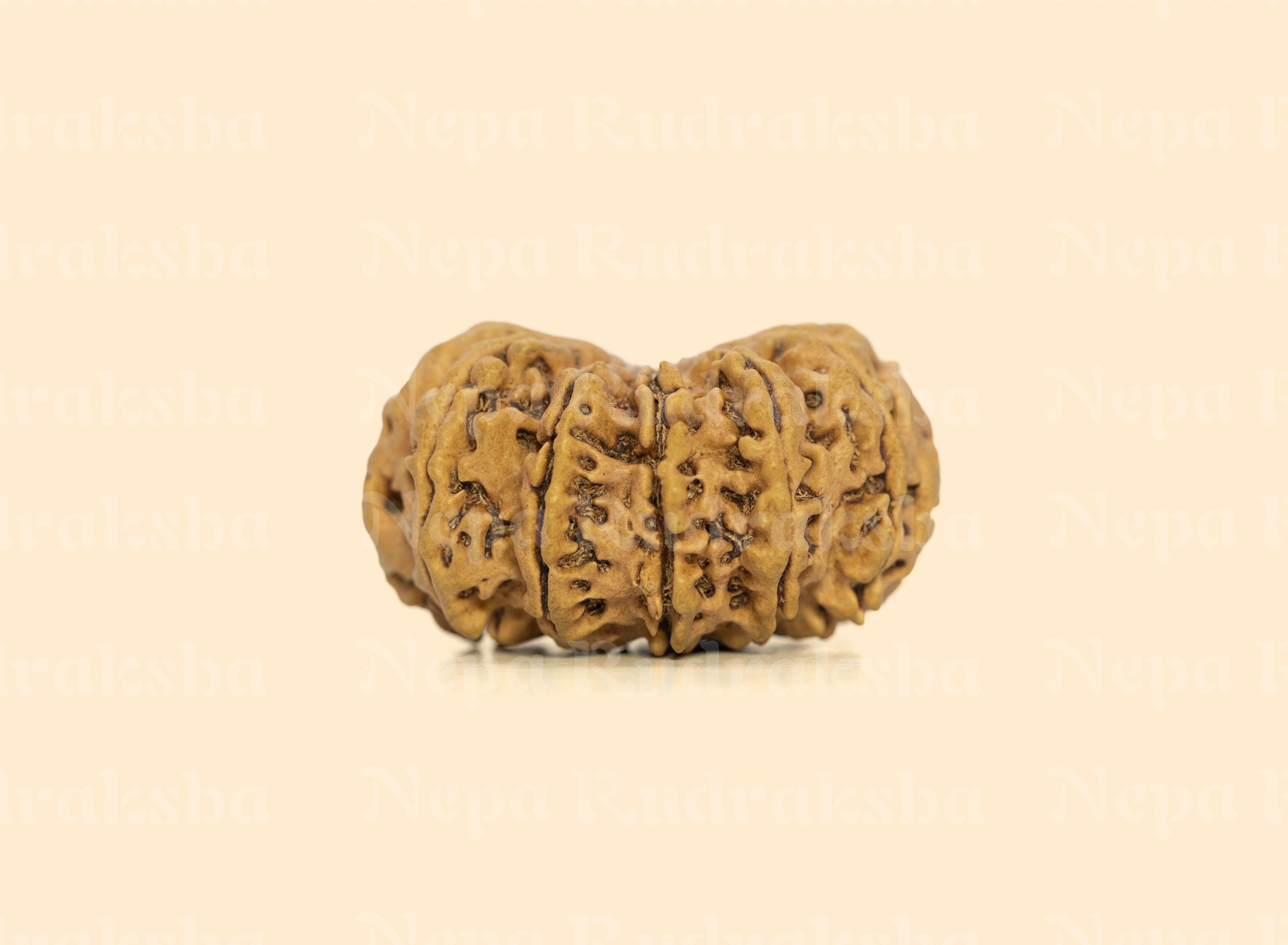 12 Mukhi (Super Collector) Rudraksha