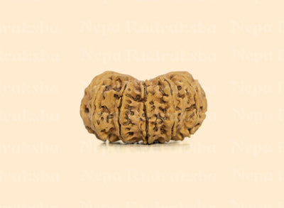 12 Mukhi (Super Collector) Rudraksha