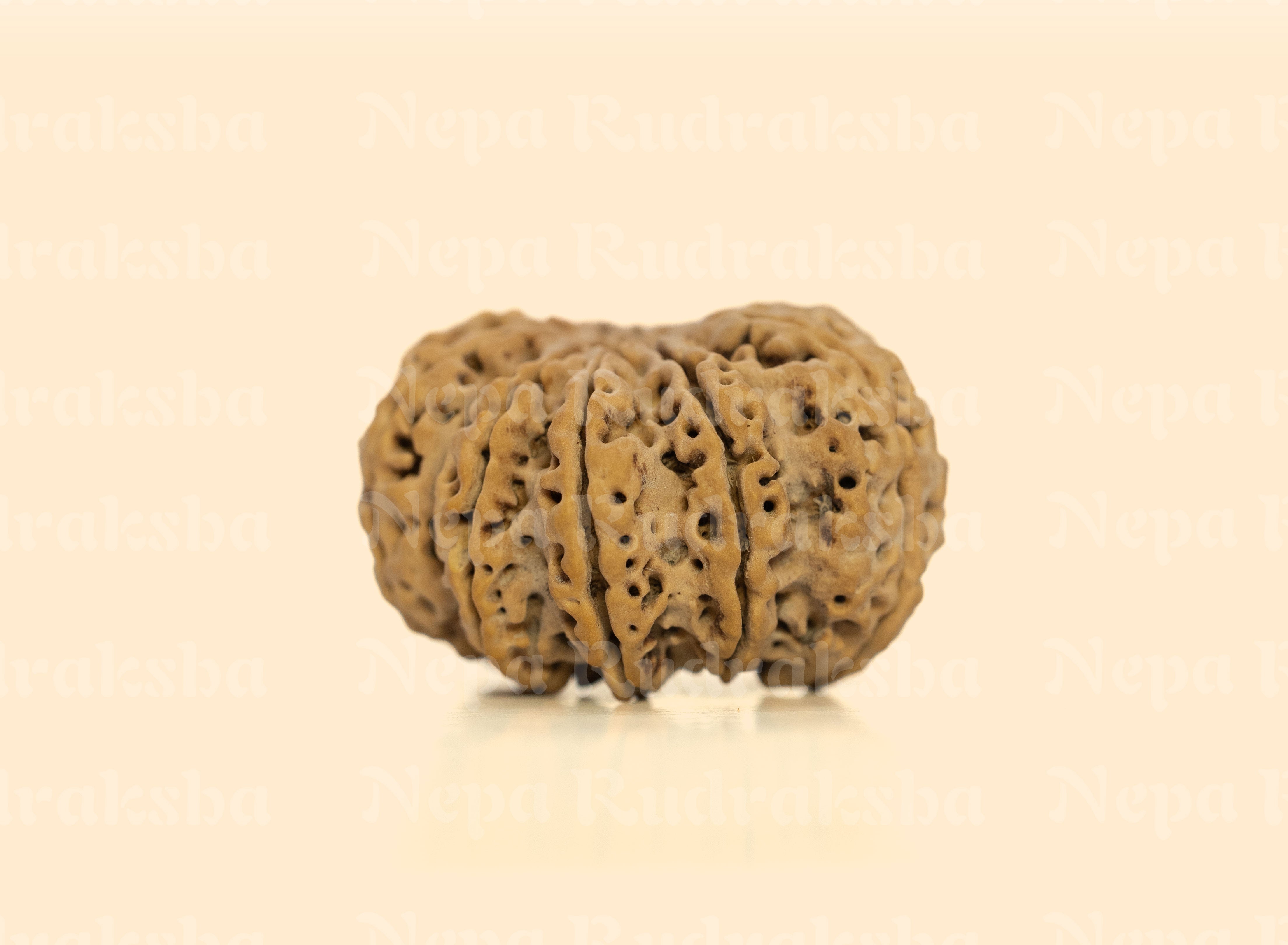 10 Mukhi (Super Collector) Rudraksha