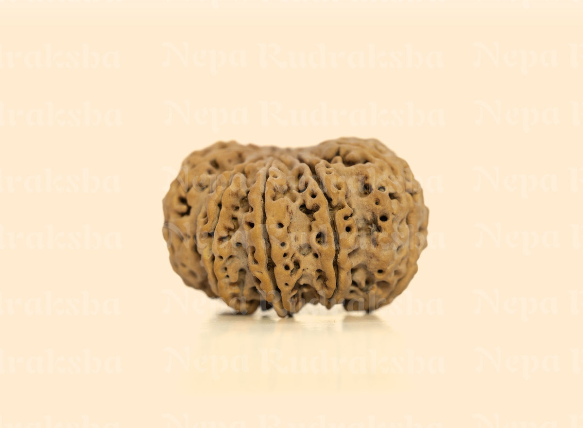 10 Mukhi (Super Collector) Rudraksha