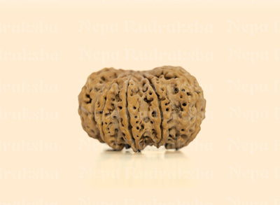10 Mukhi (Super Collector) Rudraksha