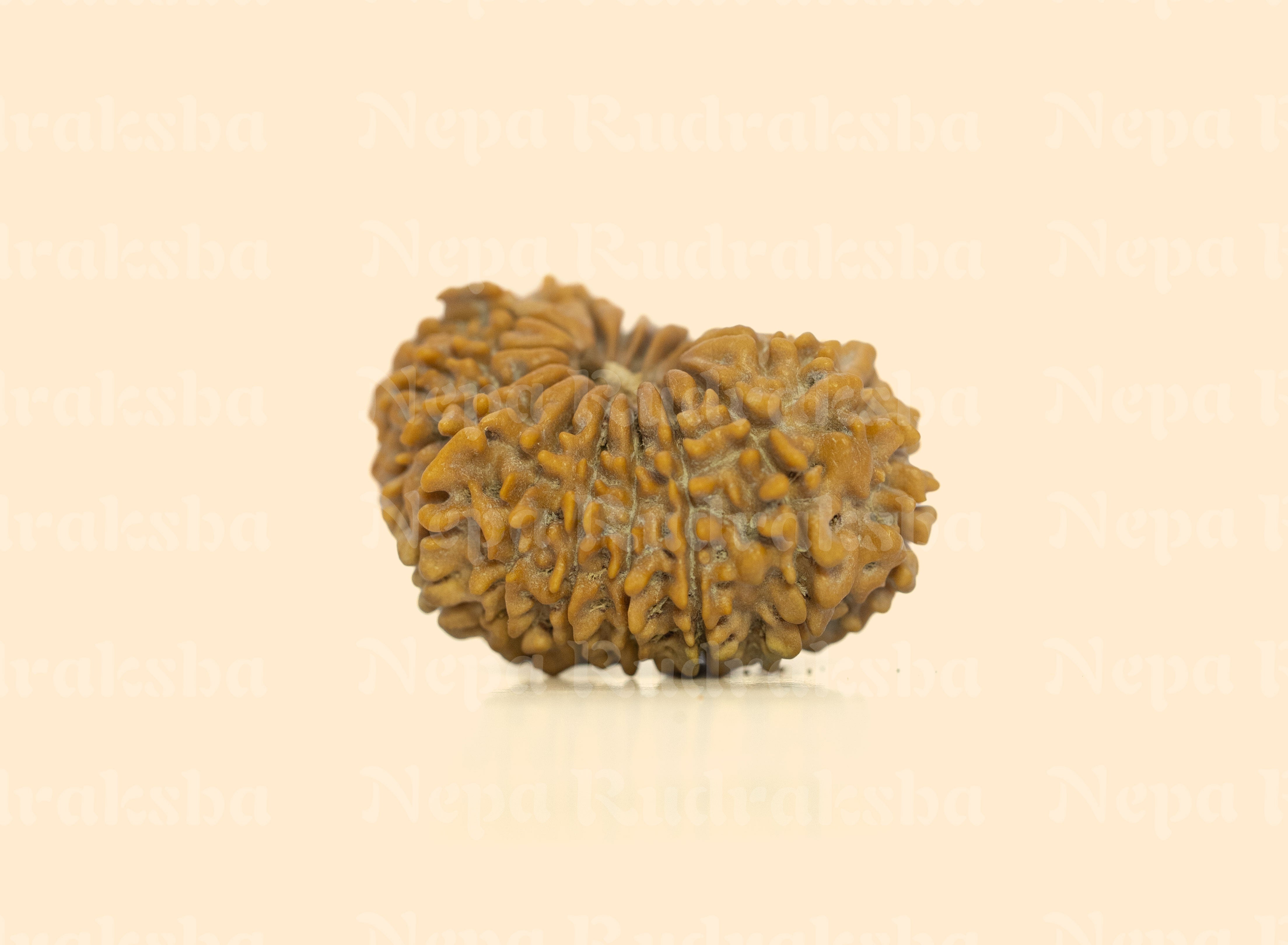 18 Mukhi (Regular) Rudraksha