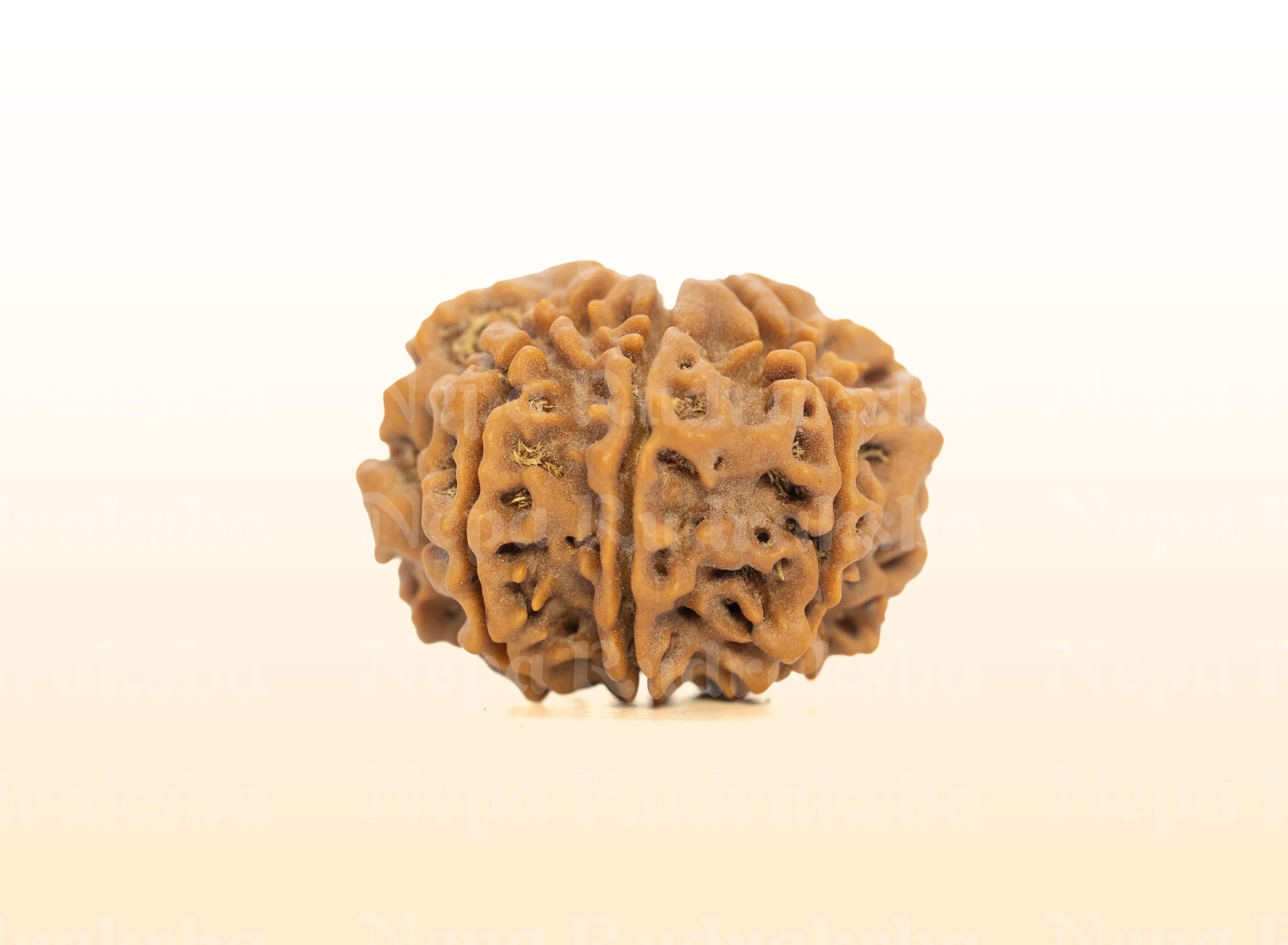 8 Mukhi (Collector) Rudraksha