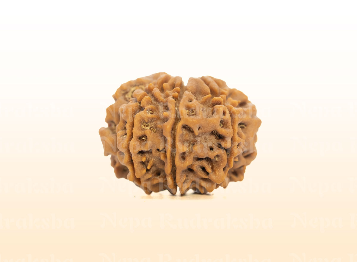 8 Mukhi (Collector) Rudraksha