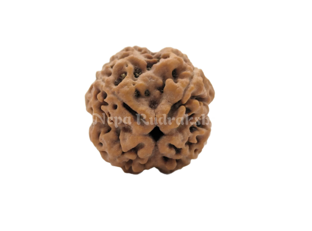 4 Mukhi Collector Sized Rudraksha Front Face