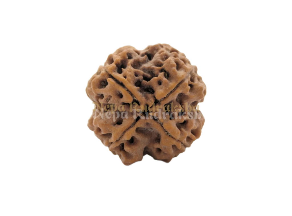 Four Mukhi Collector Sized Rudraksha