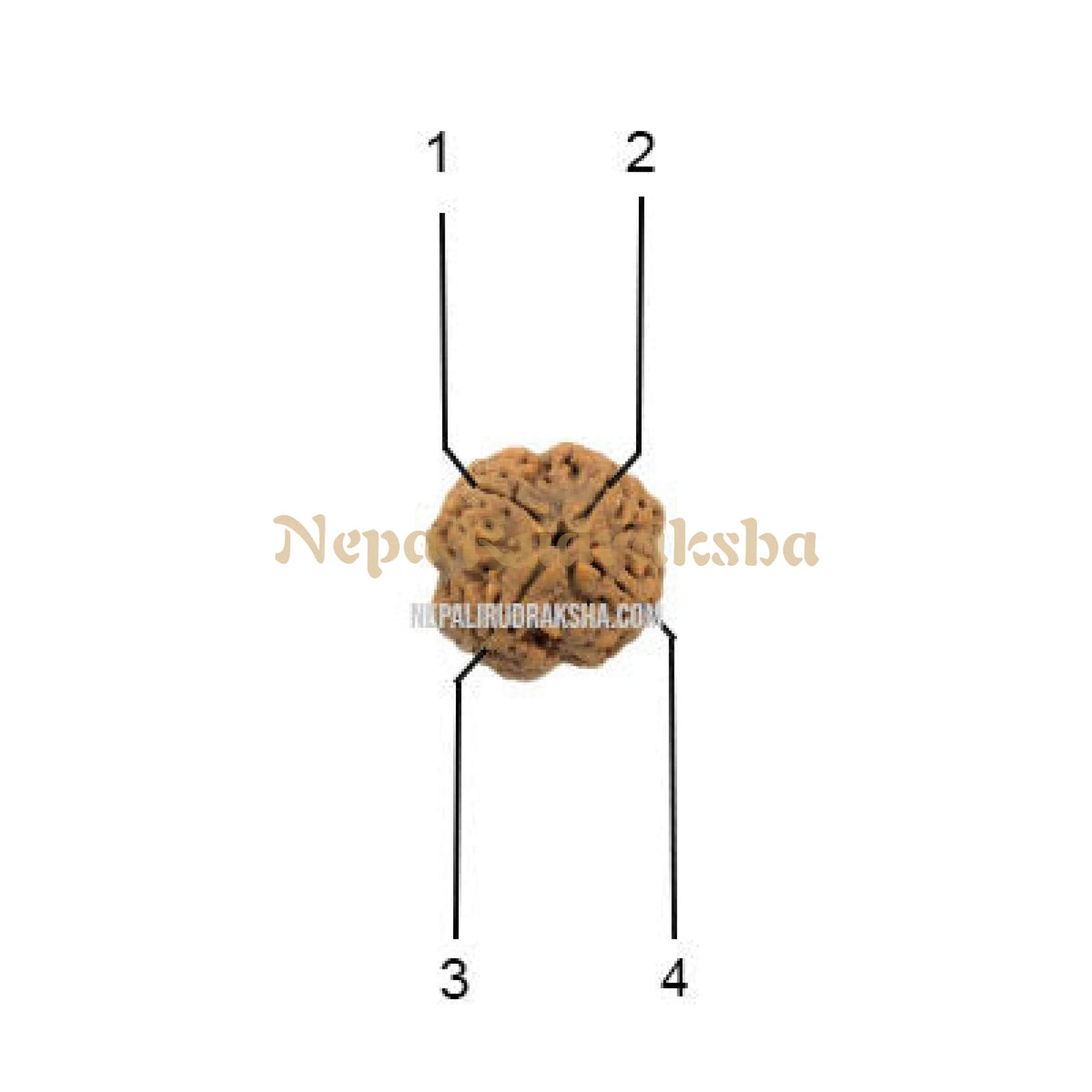 4 Mukhi (Collector) Rudraksha