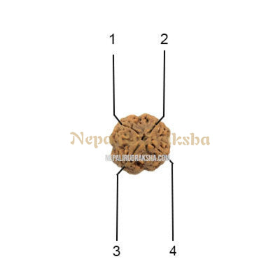 4 Mukhi (Collector) Rudraksha