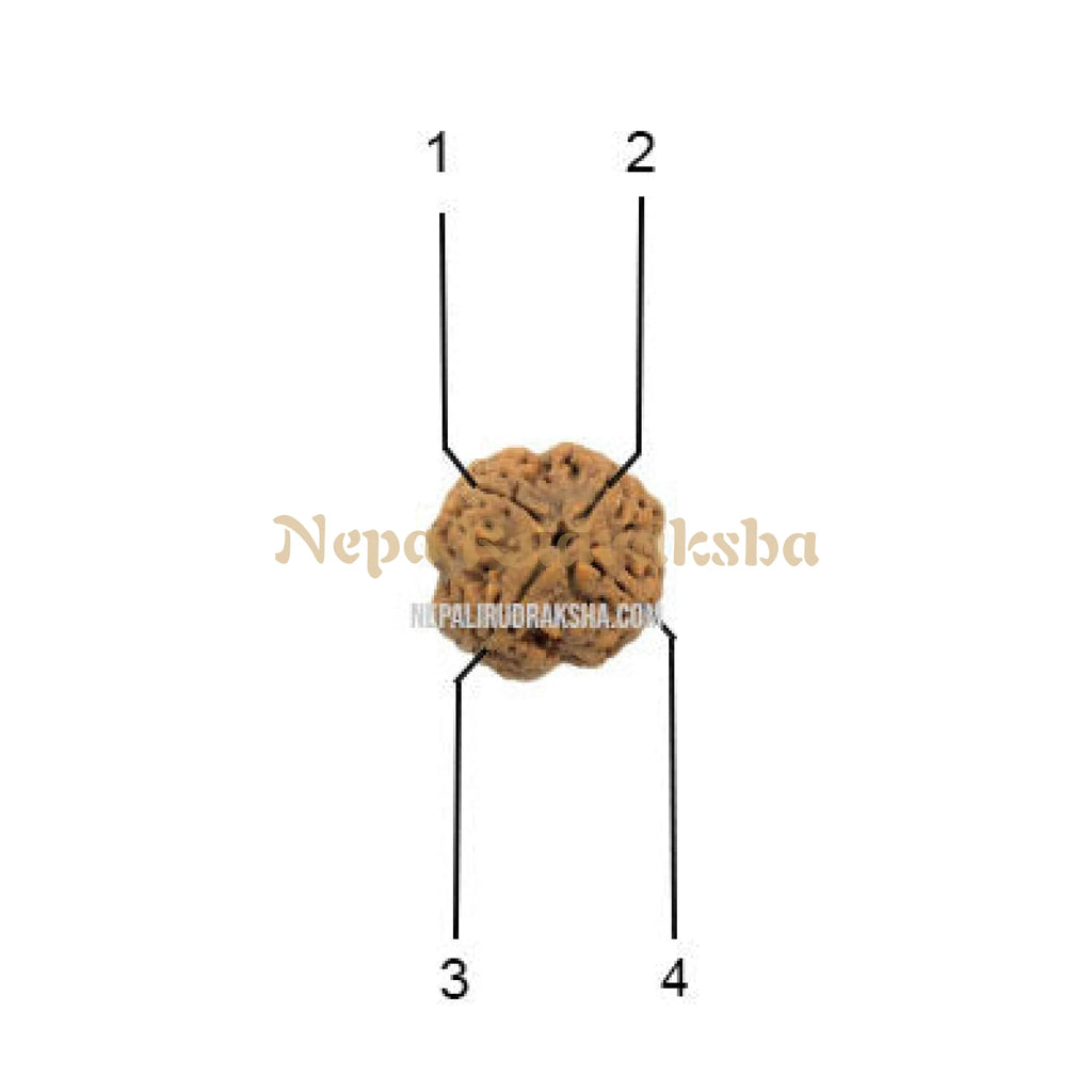 4 Mukhi Collector Sized Rudraksha Face Count