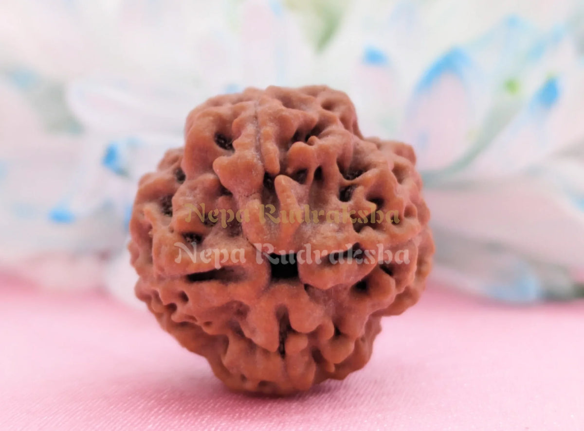 4 Mukhi (Collector) Rudraksha