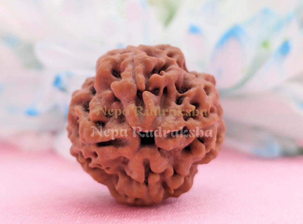 Nepali 4 Mukhi Collector Sized Rudraksha