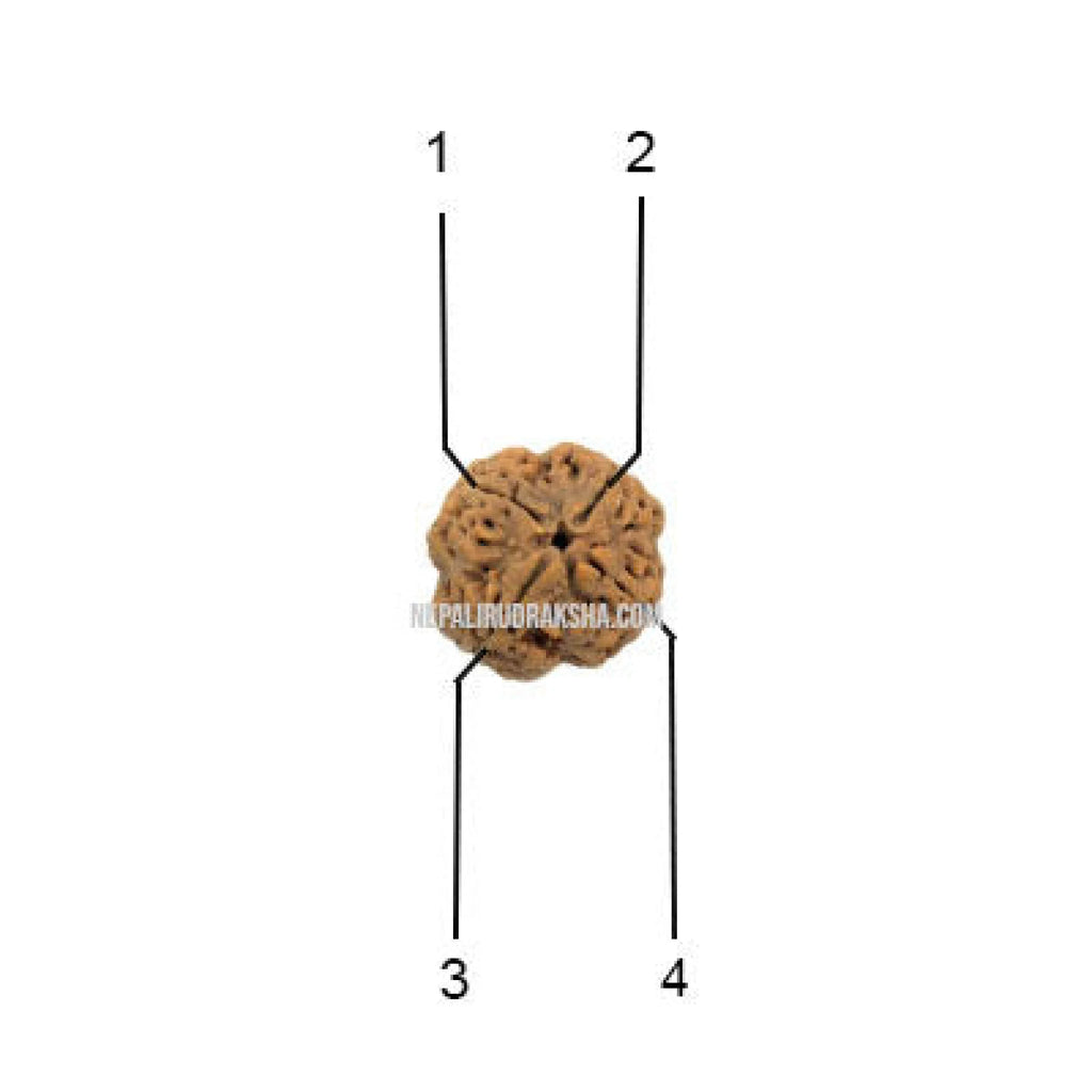 4 Mukhi Collector Sized Rudraksha Face Count