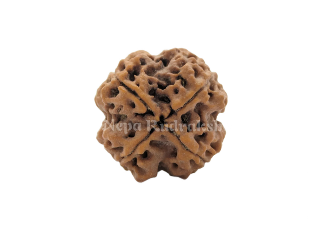 Four Mukhi Collector Sized Rudraksha