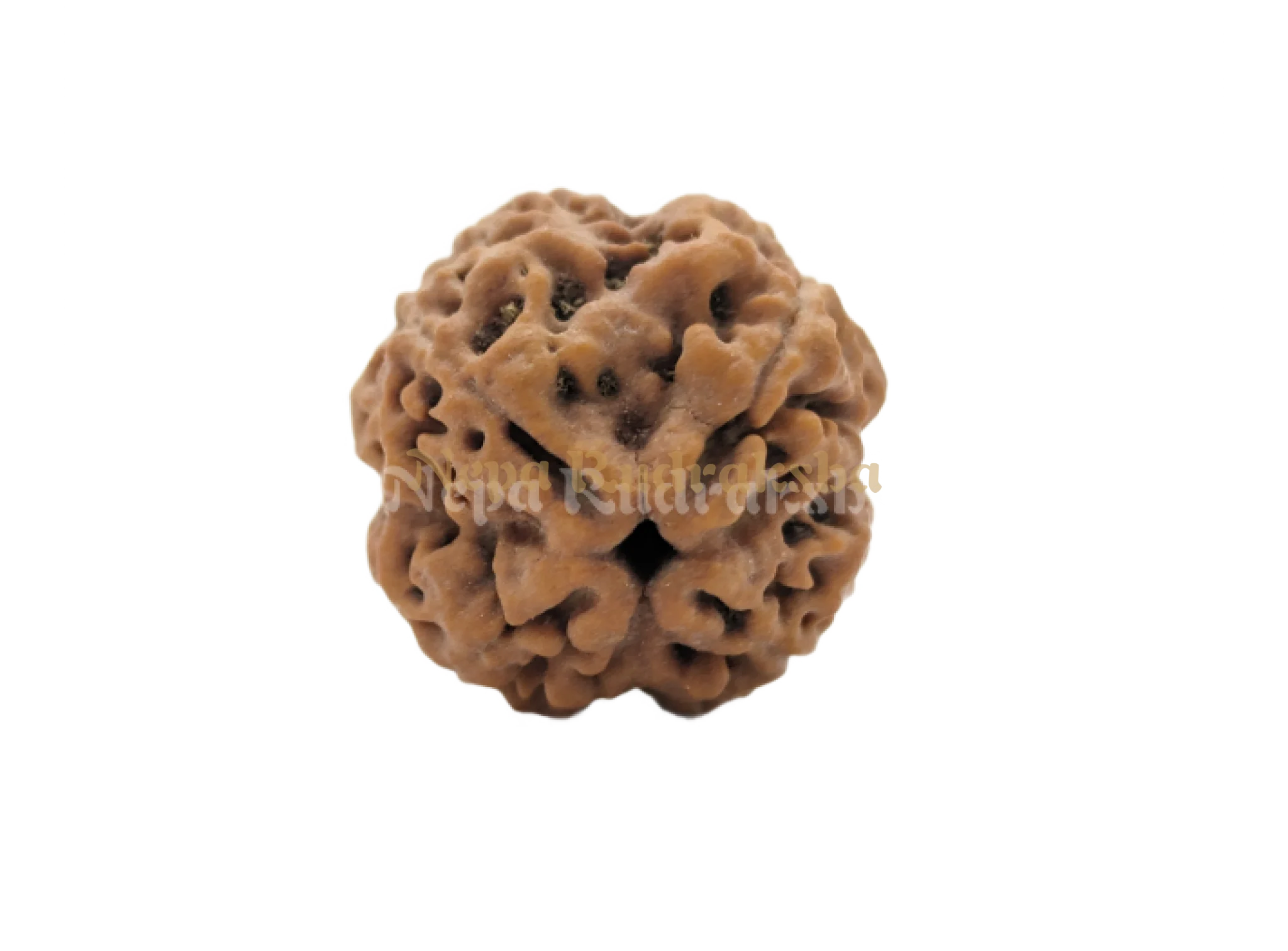 4 Mukhi (Collector) Rudraksha