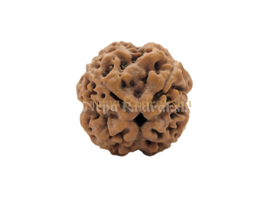 4 Mukhi (Collector) Rudraksha