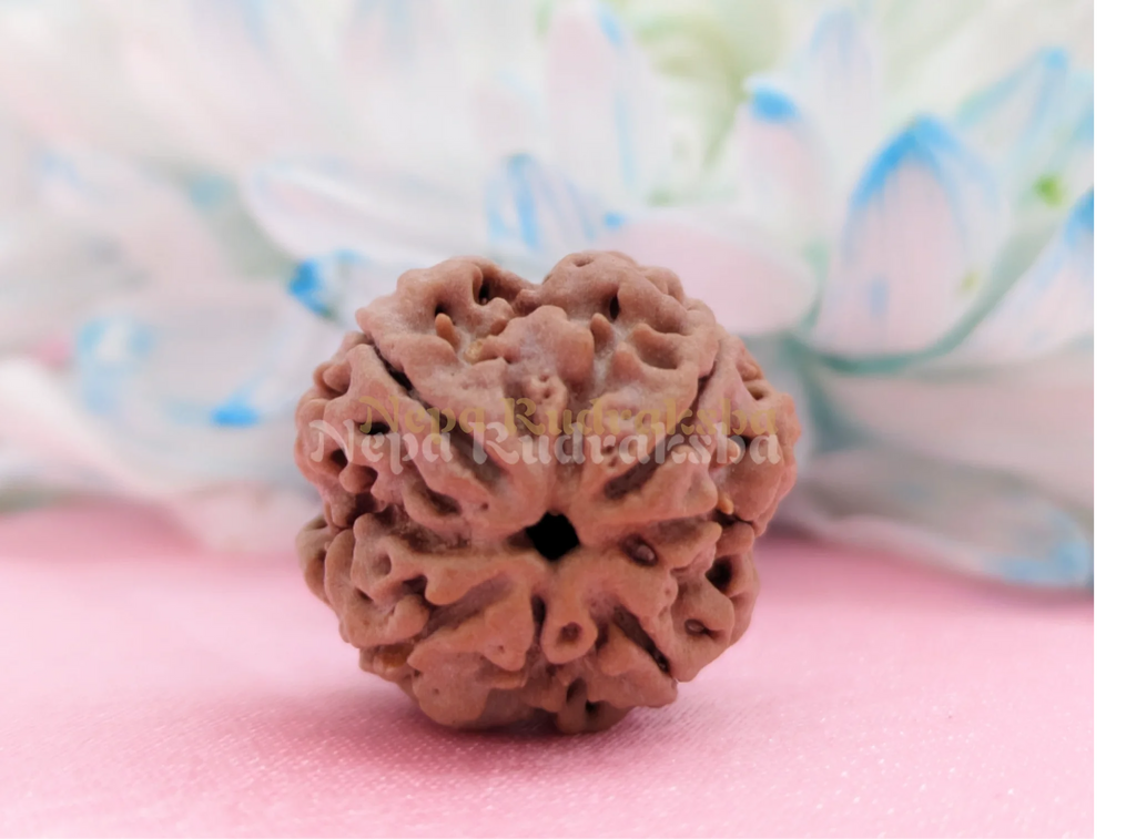 Four Mukhi Medium Sized Rudraksha