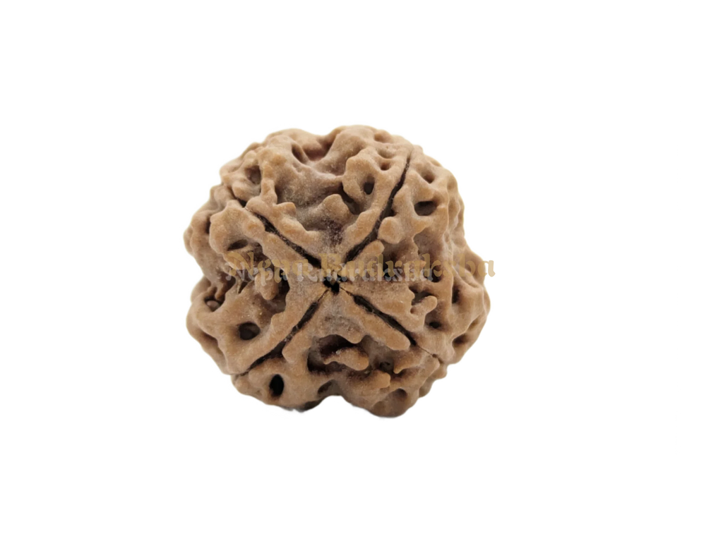 4 Mukhi Medium Sized Rudraksha Back Face