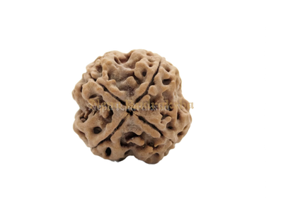 4 Mukhi (Medium) Rudraksha