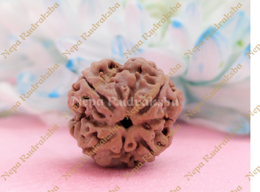 Four Mukhi Medium Sized Rudraksha